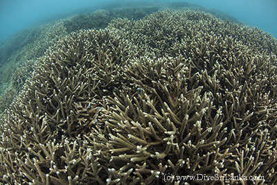 Staghorn Coral Piegon Island Nilaveli Trincomalee
